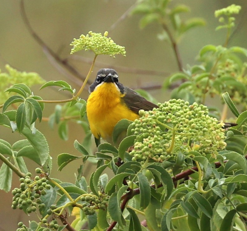 Yellow-breasted Chat - ML620117822