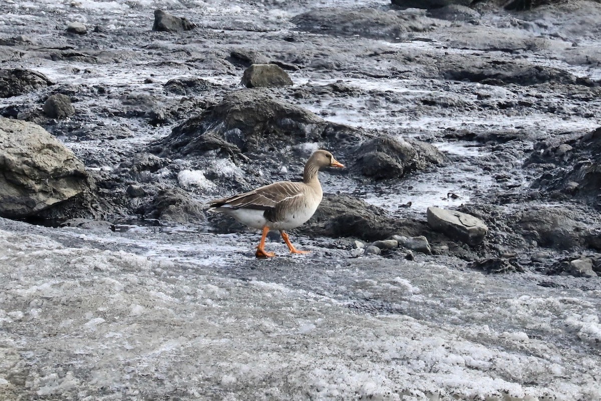 Greater White-fronted Goose - ML620117827