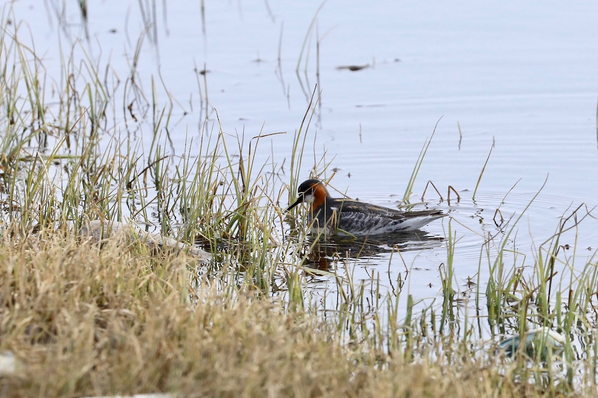 Phalarope à bec étroit - ML620117835