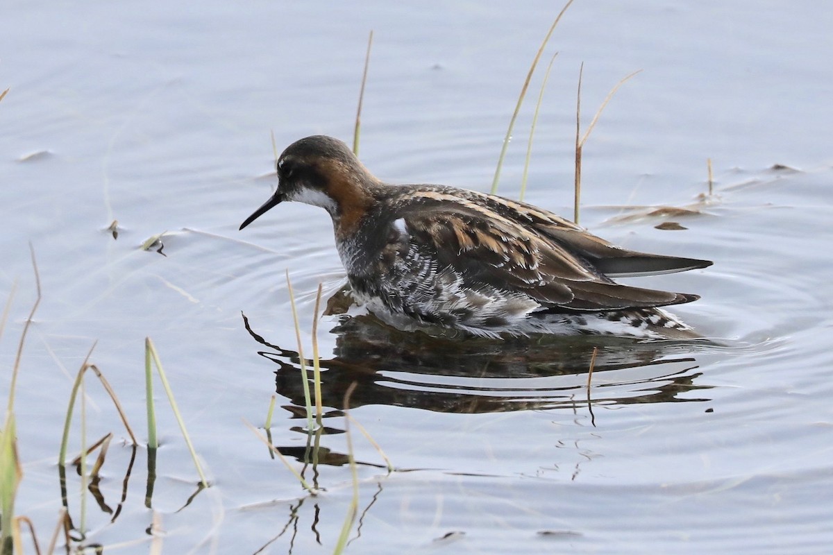 Phalarope à bec étroit - ML620117836