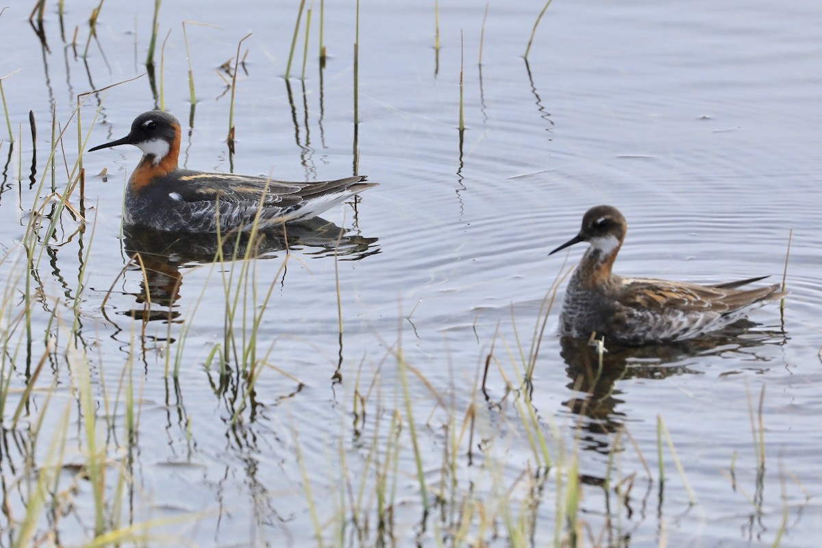 Phalarope à bec étroit - ML620117837