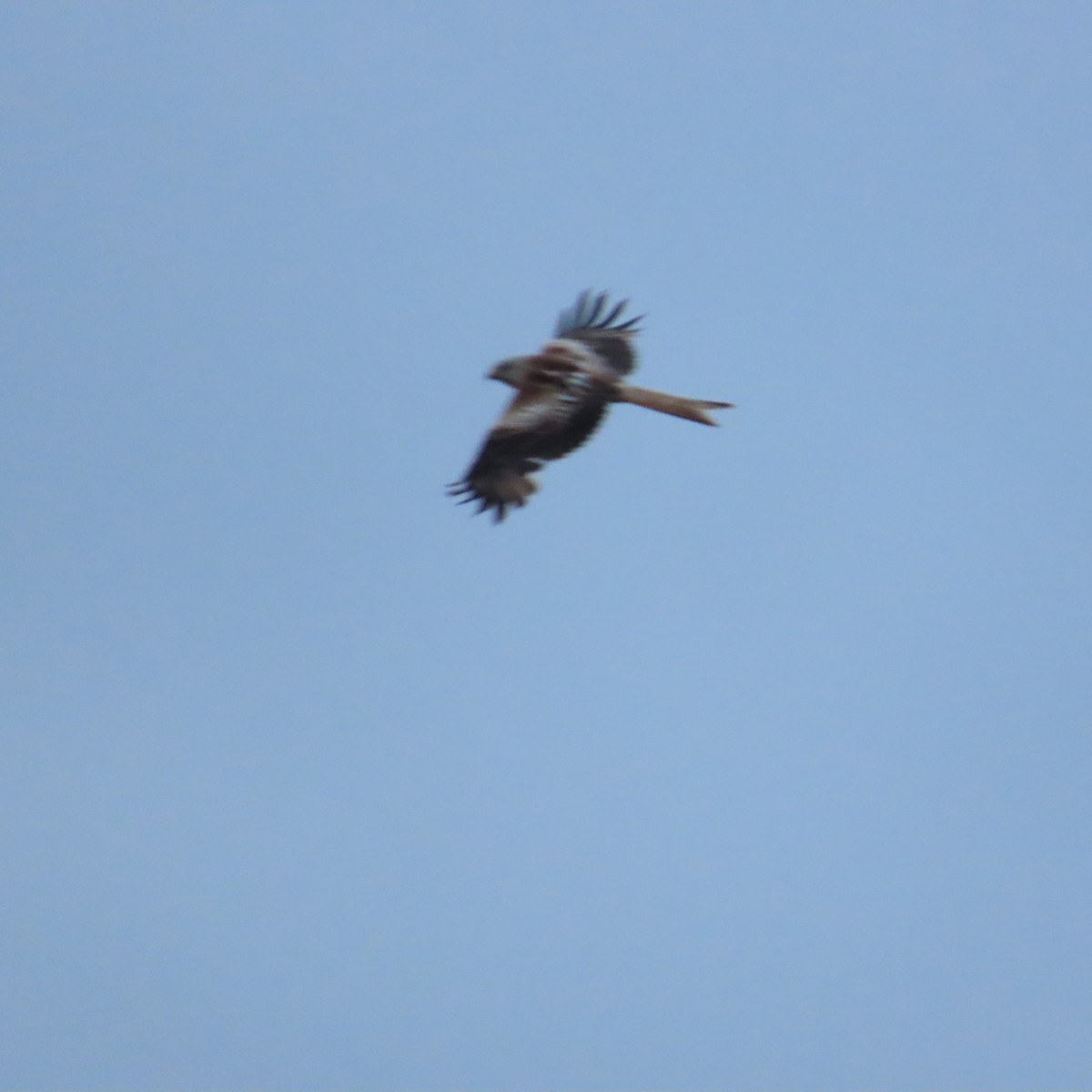 Red Kite (Red) - ML620117838