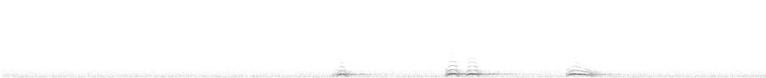 puštík západní (ssp. caurina) - ML620117839