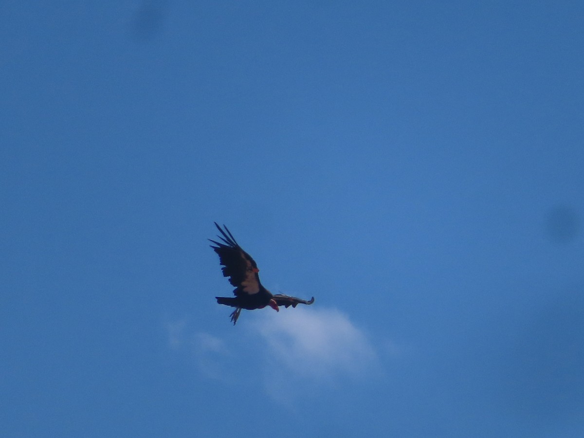 Condor de Californie - ML620117848