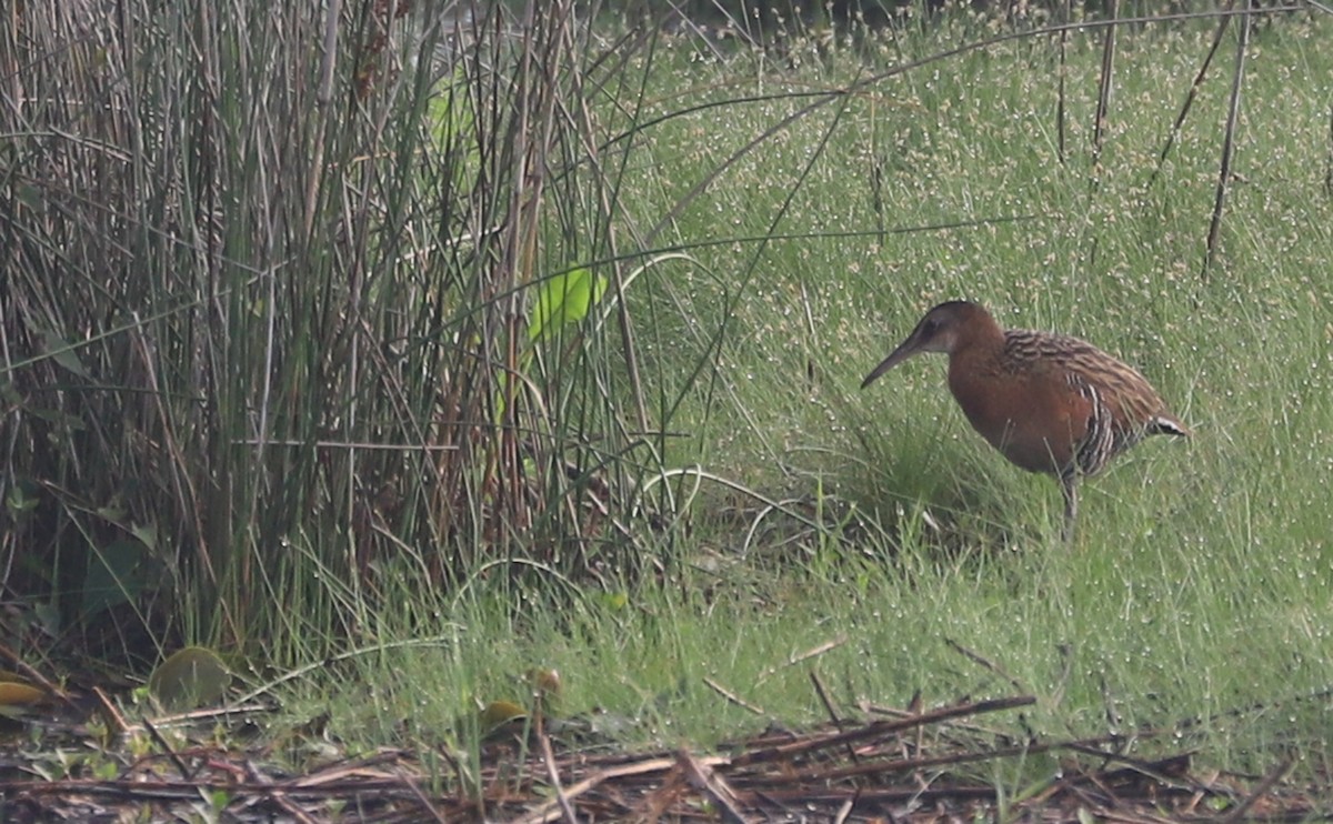 King Rail - ML620117861