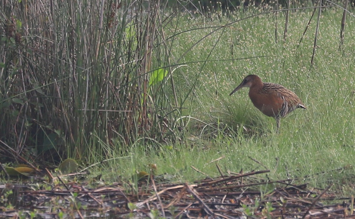 King Rail - ML620117862