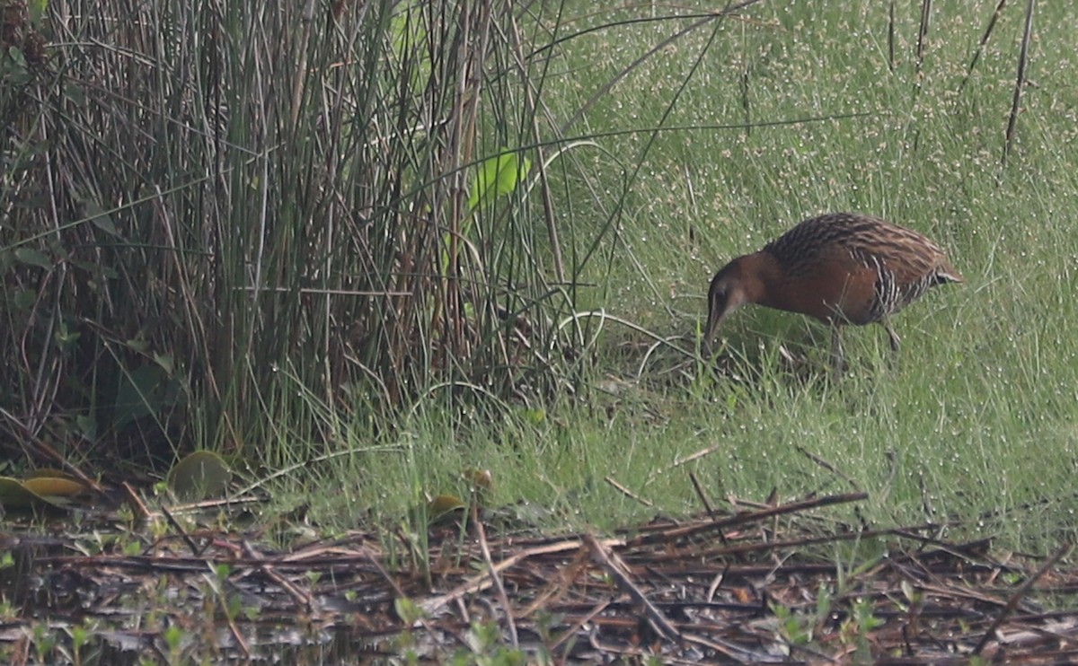 King Rail - ML620117863