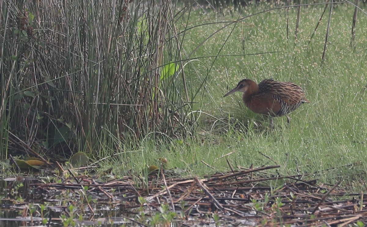 chřástal královský - ML620117864