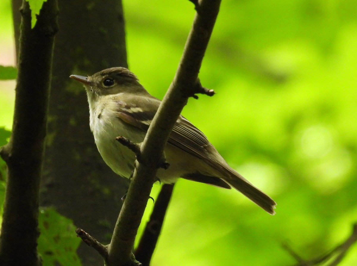 Acadian Flycatcher - ML620117879