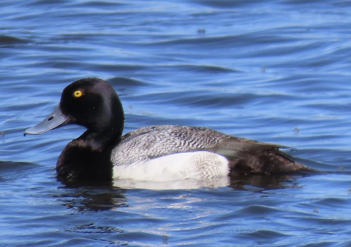 Greater Scaup - ML620117888