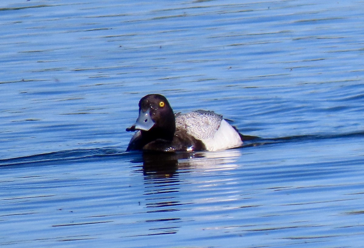 Greater Scaup - ML620117893