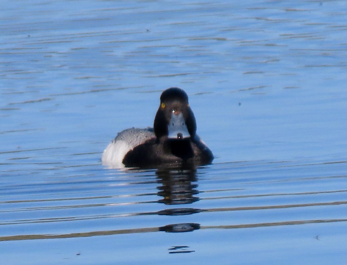 Greater Scaup - ML620117896