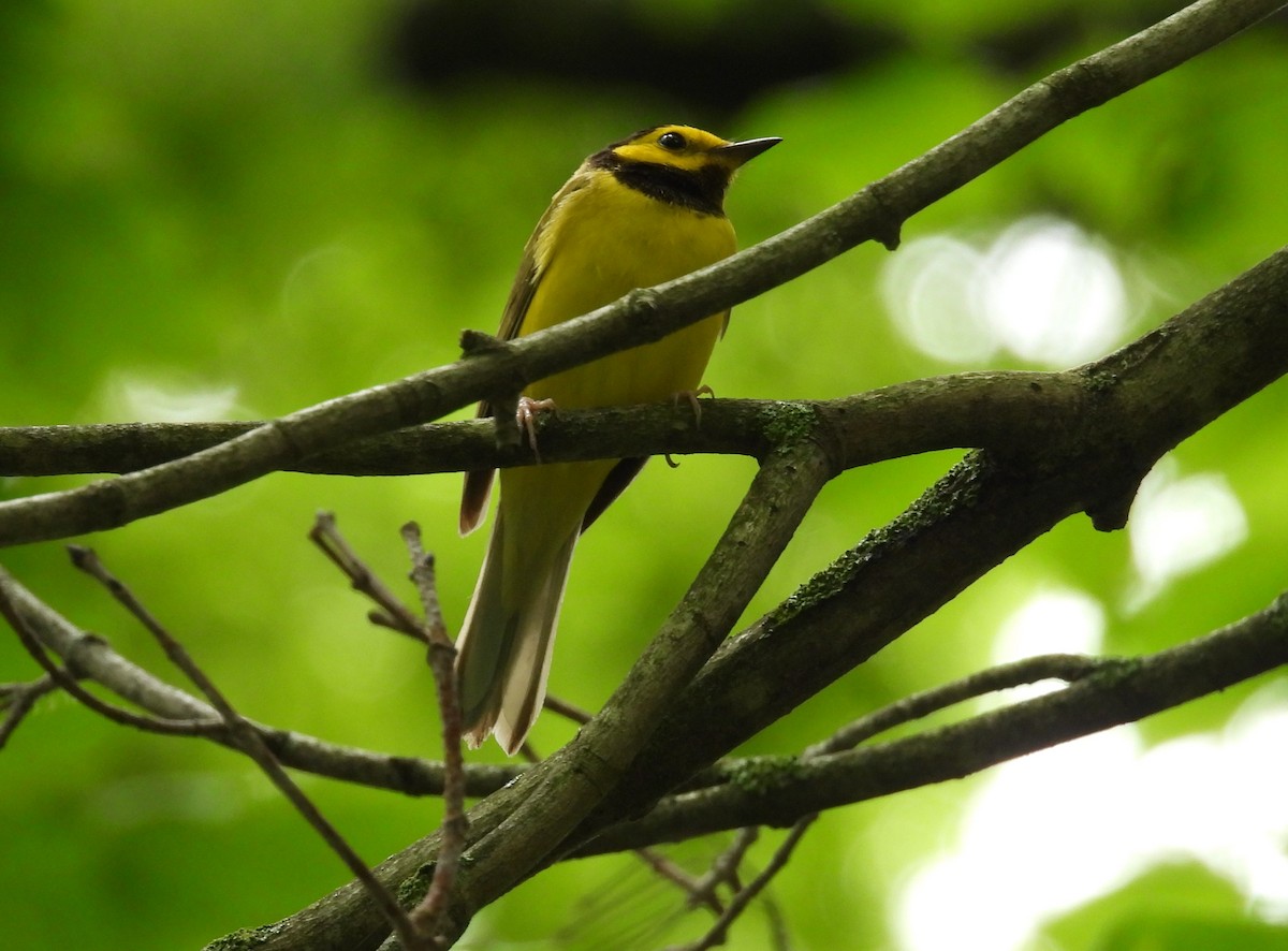 Hooded Warbler - ML620117901