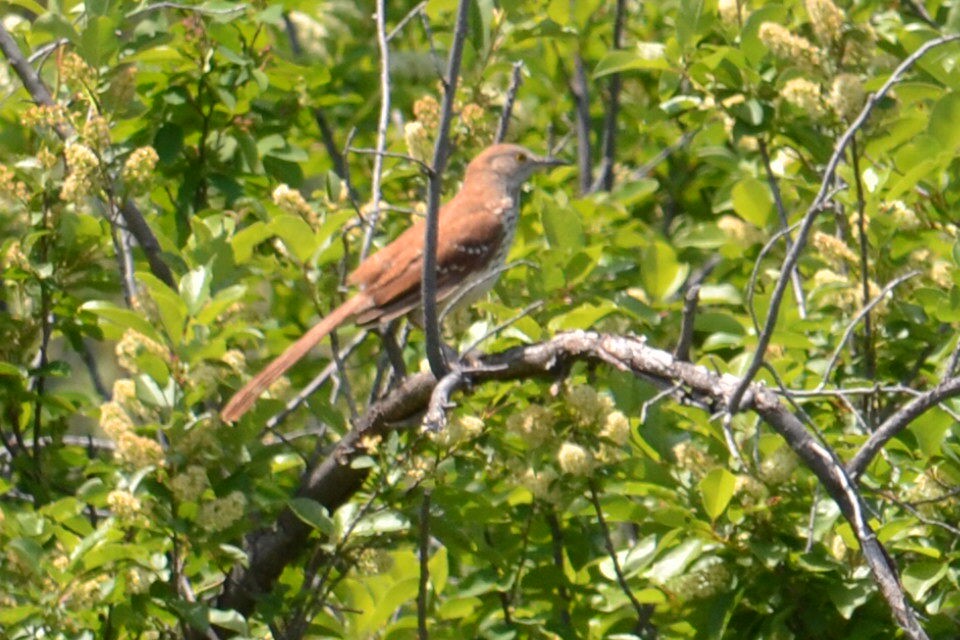 Brown Thrasher - ML620117921