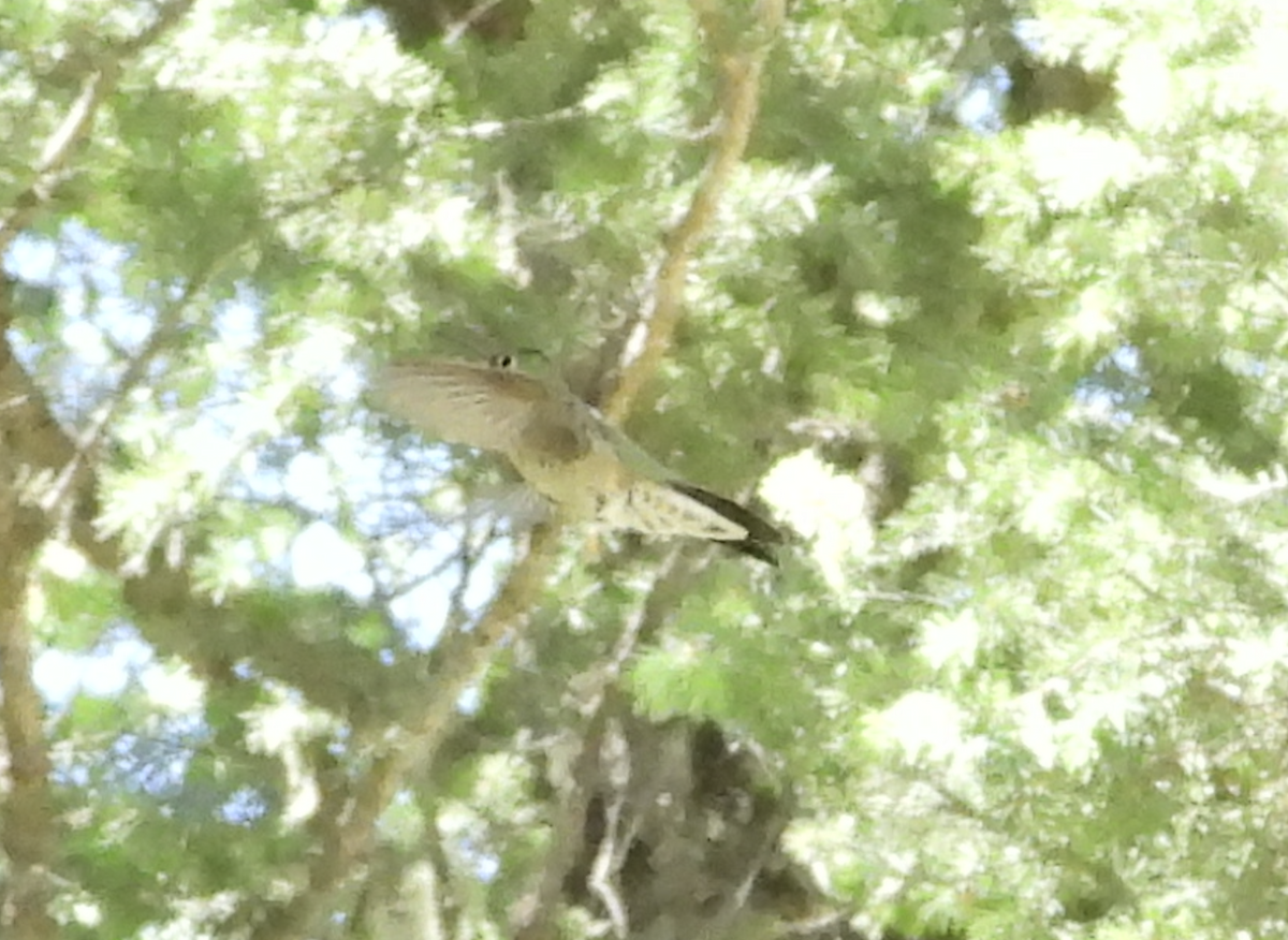 Broad-tailed Hummingbird - ML620117935