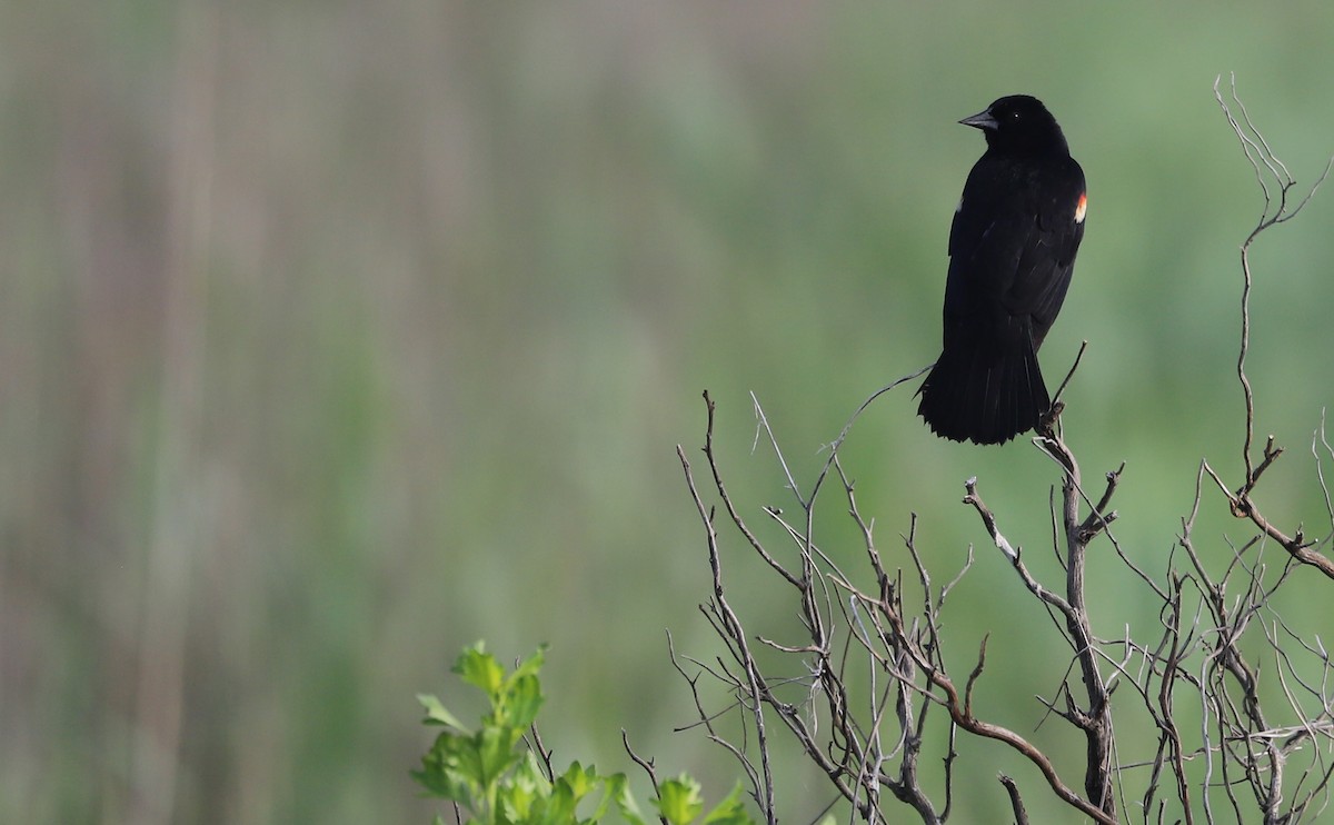 Red-winged Blackbird (Red-winged) - ML620117938