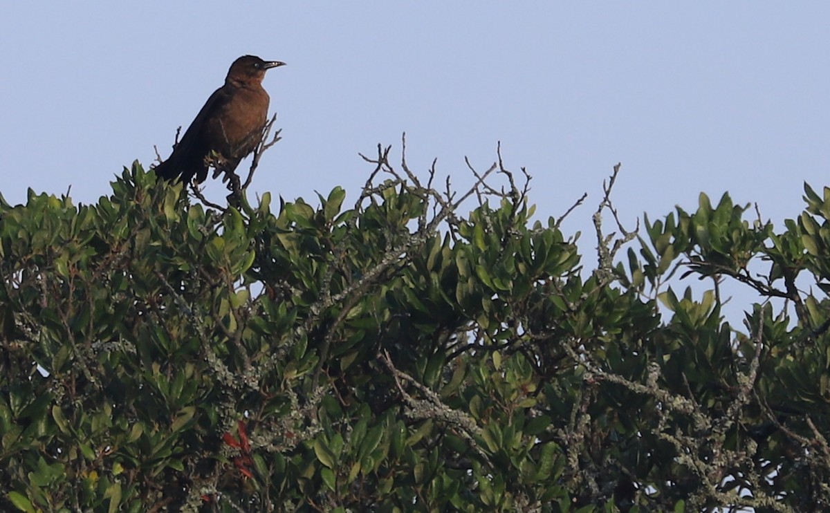 Boat-tailed Grackle - ML620117940