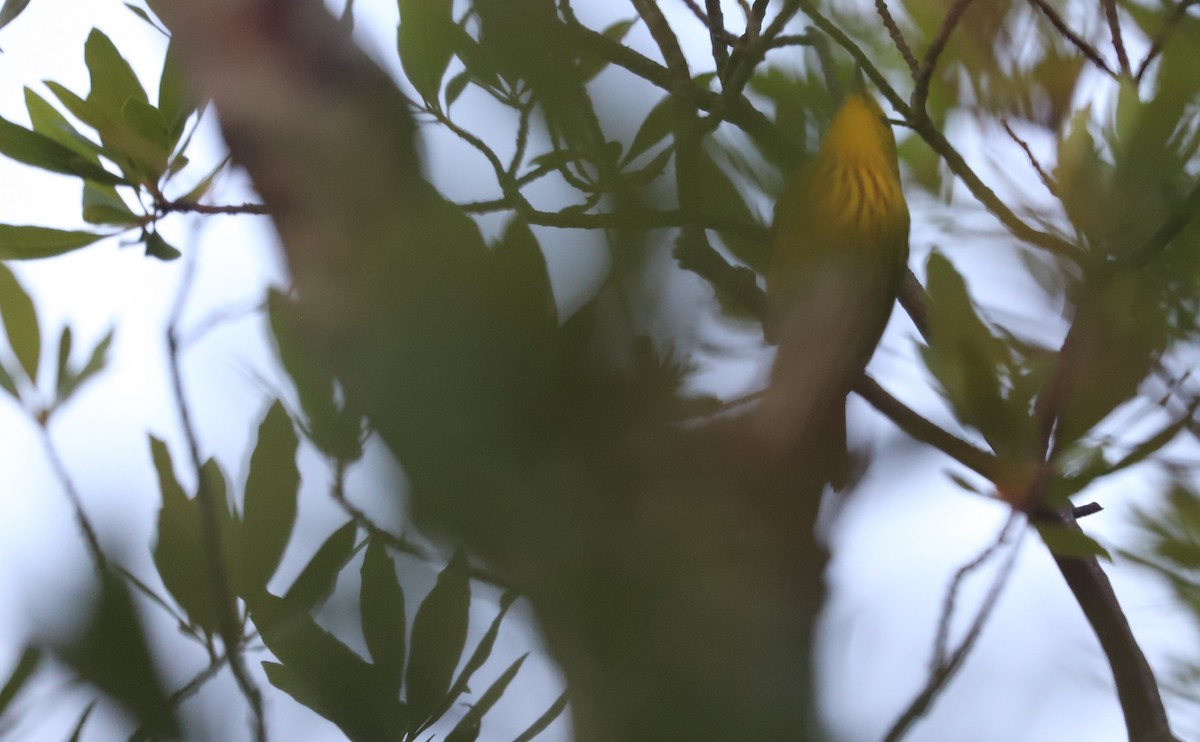 Yellow Warbler (Northern) - ML620117952