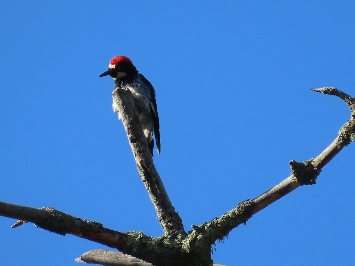 Acorn Woodpecker - ML620117953