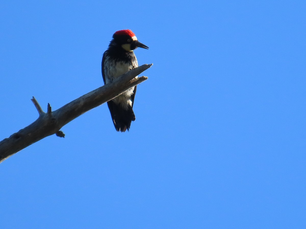 Acorn Woodpecker - ML620117954