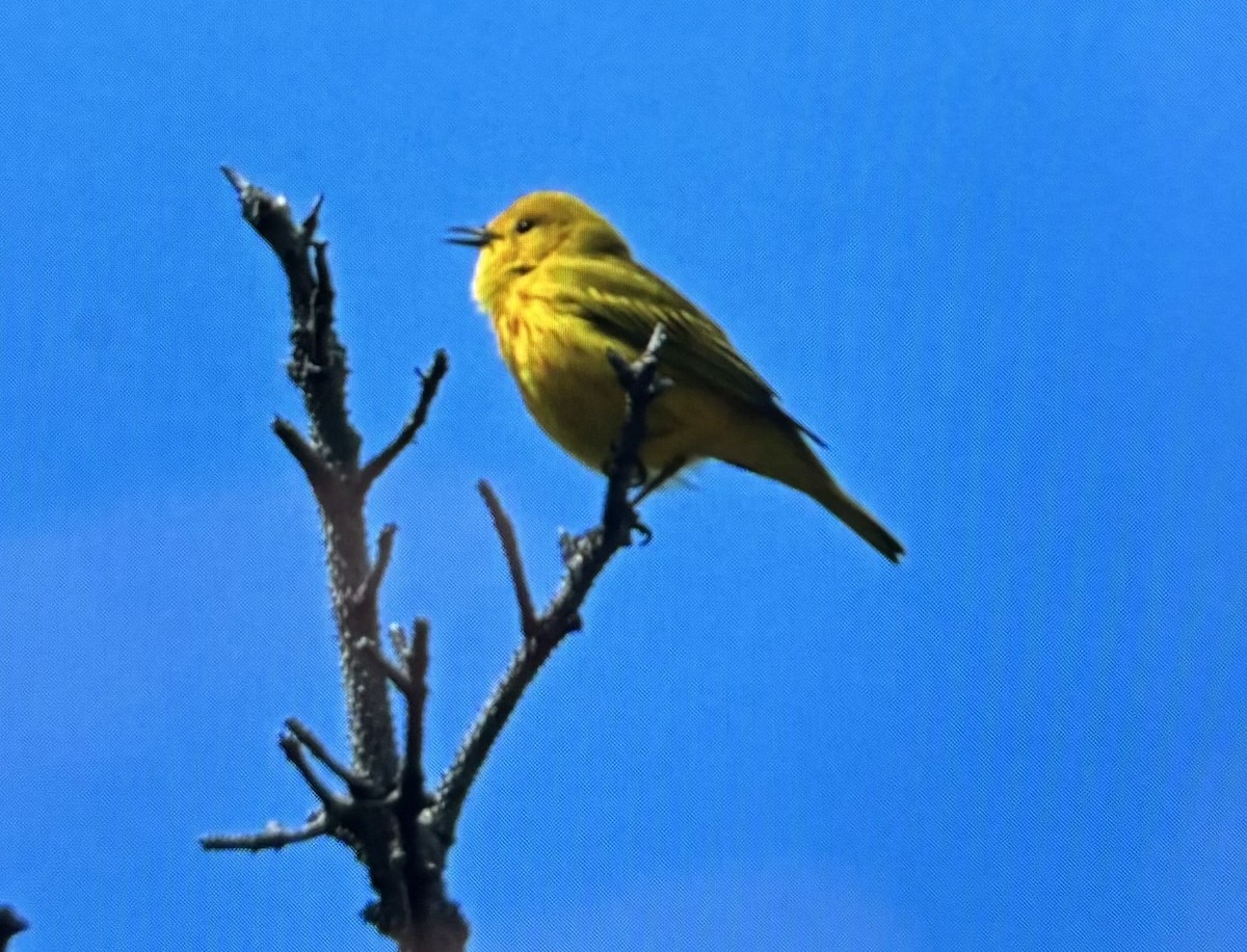 Yellow Warbler - ML620117956