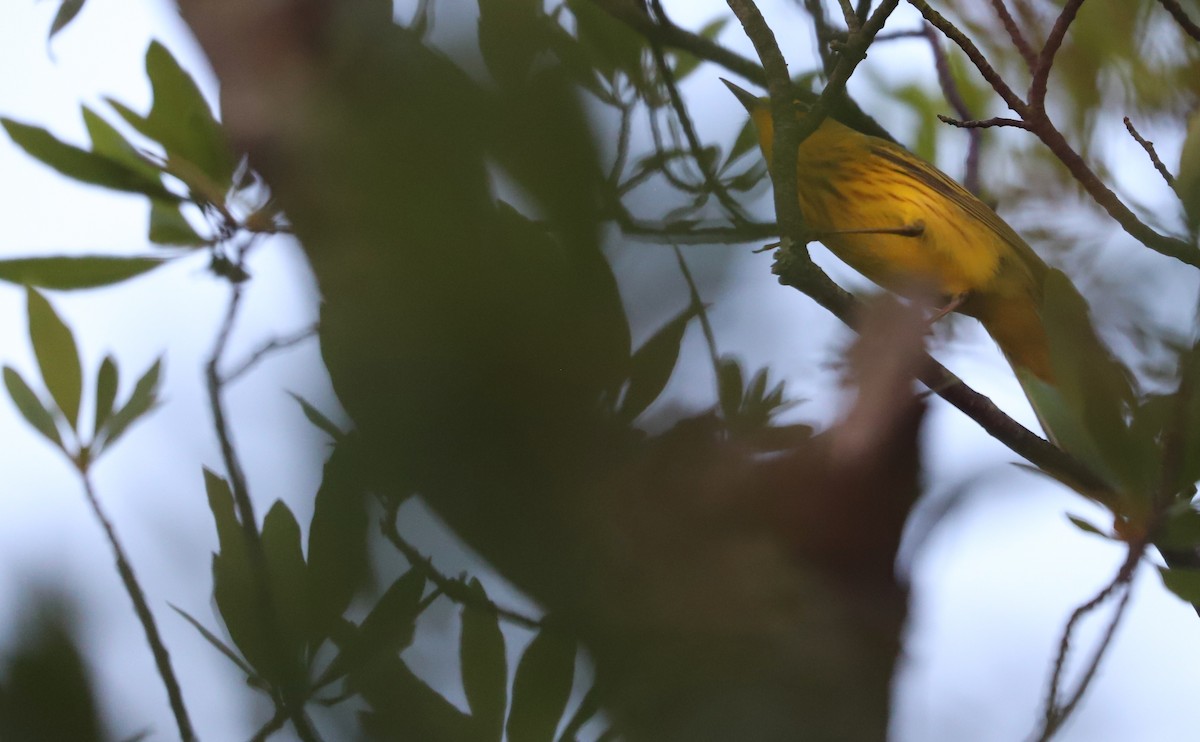 Yellow Warbler (Northern) - ML620117959