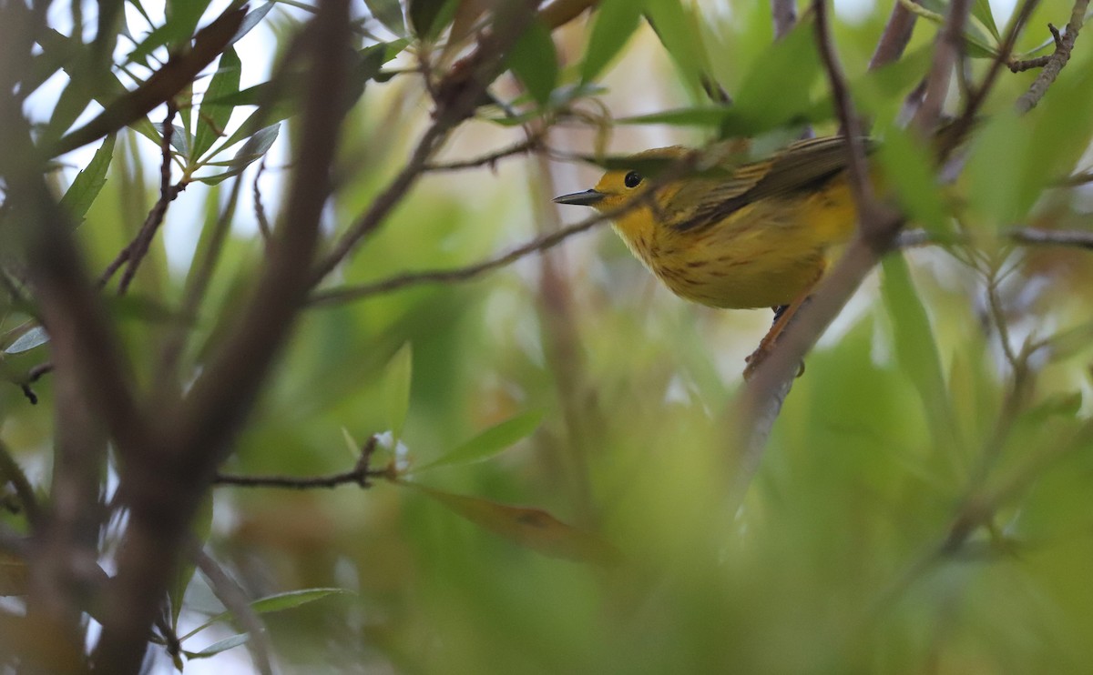 Yellow Warbler (Northern) - ML620117960