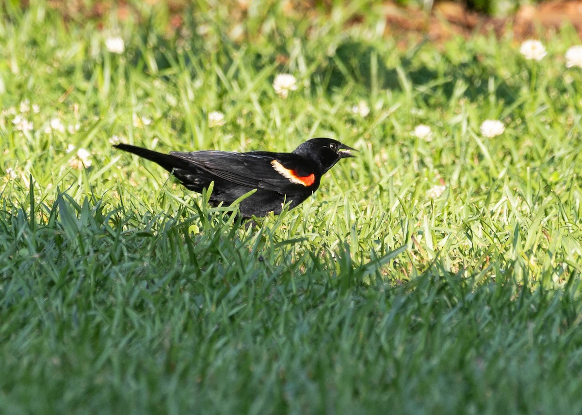 Red-winged Blackbird - ML620117962