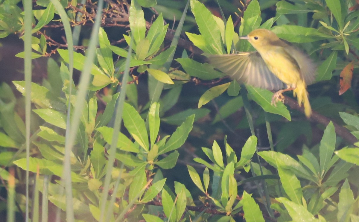 Yellow Warbler (Northern) - ML620117964
