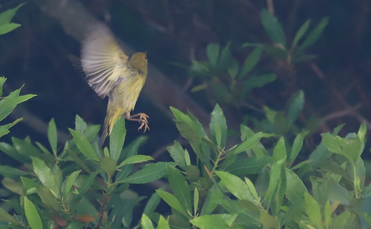 Yellow Warbler (Northern) - ML620117966