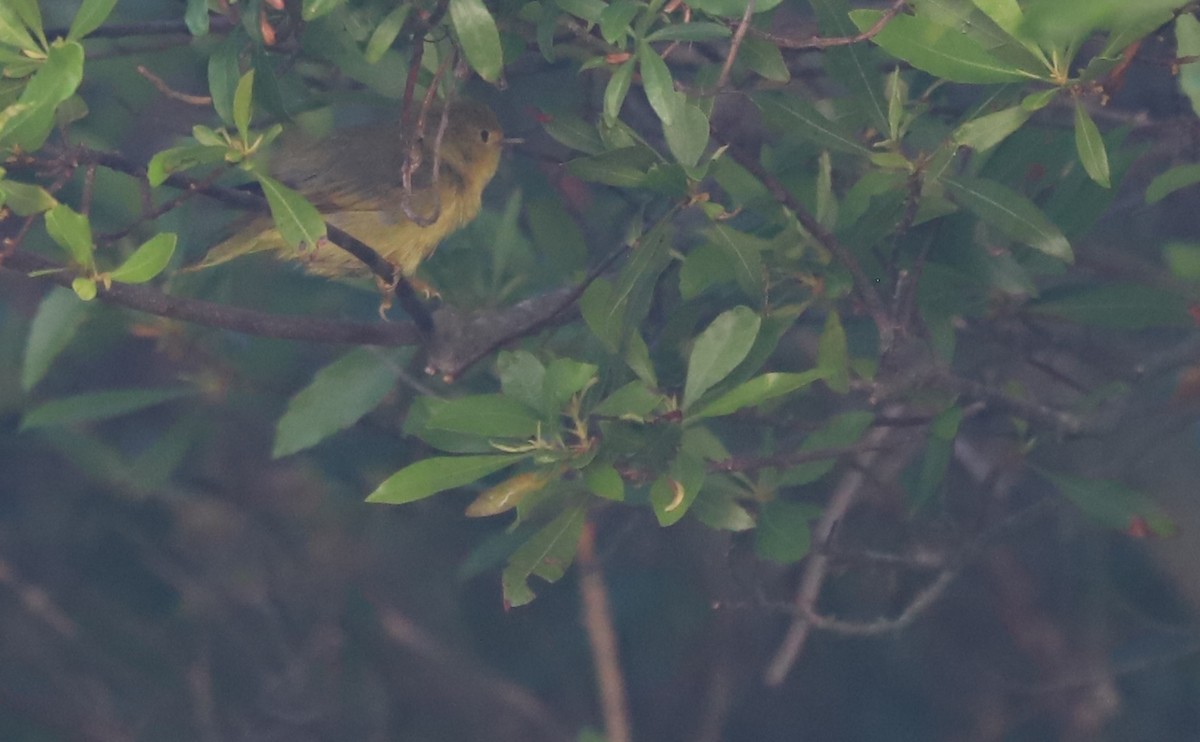 Yellow Warbler (Northern) - ML620117971