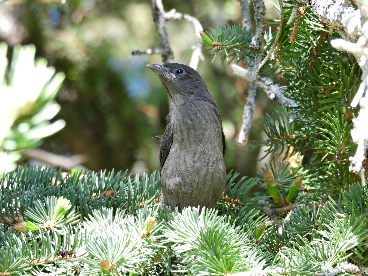 Common Grackle - ML620117987