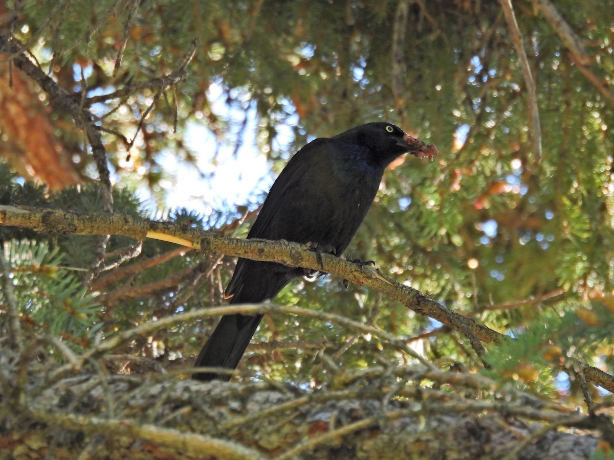 Common Grackle - ML620117988