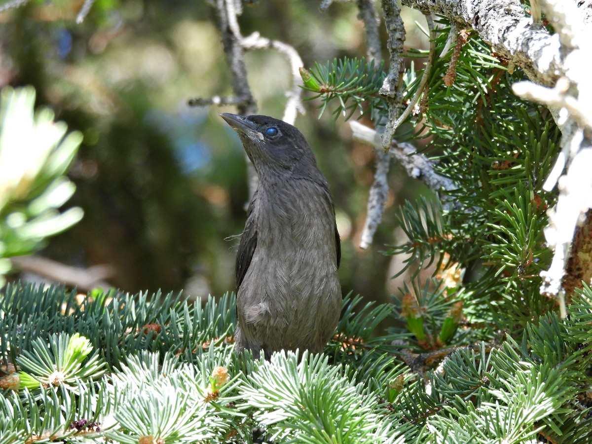 Common Grackle - ML620117989