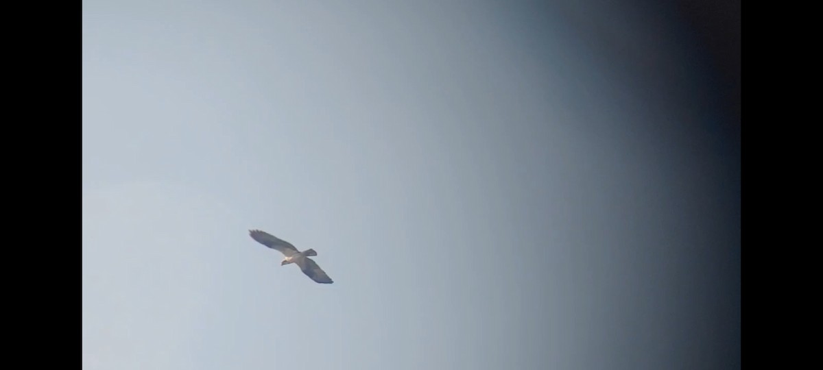Águila Pescadora (carolinensis) - ML620117996