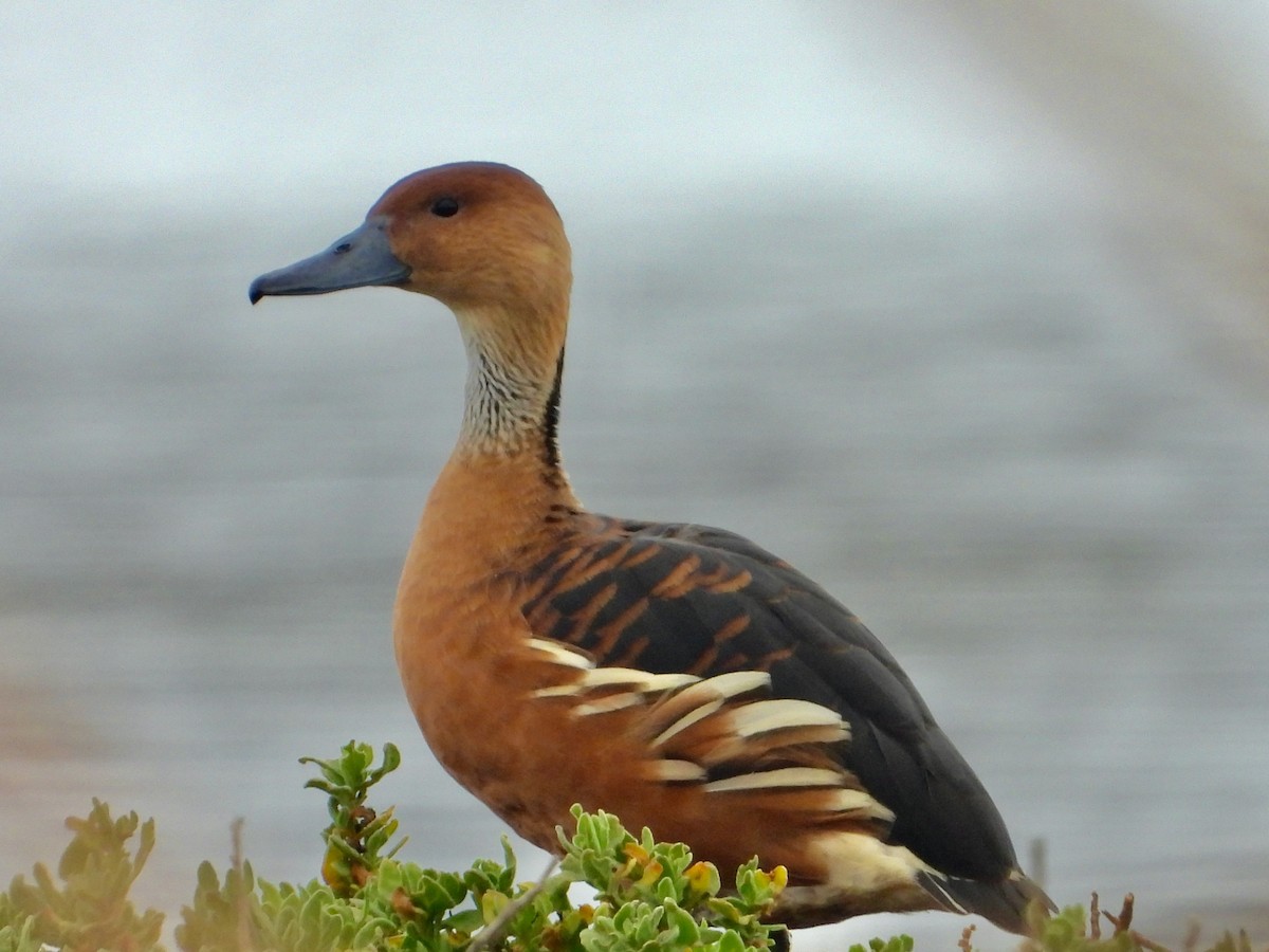 Kahverengi Islıkçı Ördek - ML620118018