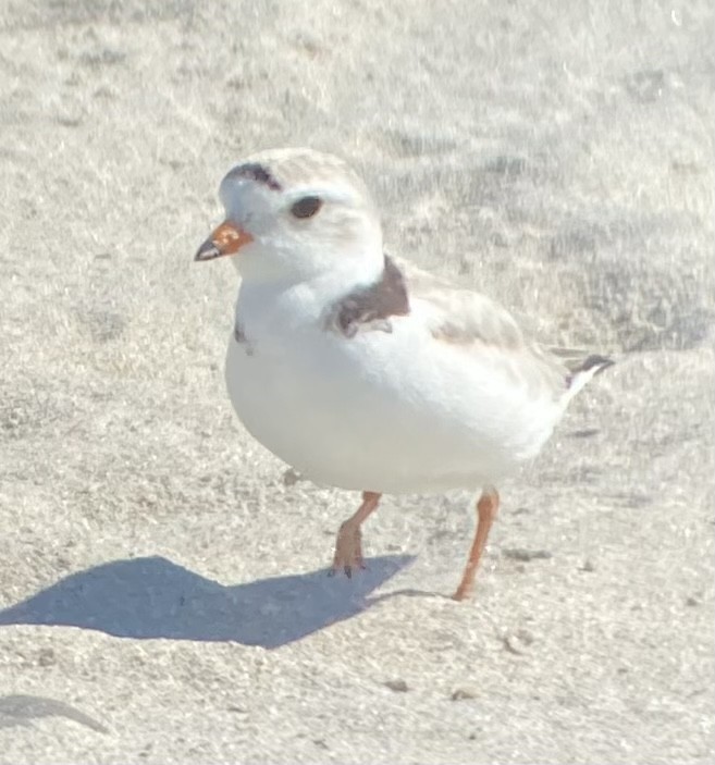 Piping Plover - ML620118027