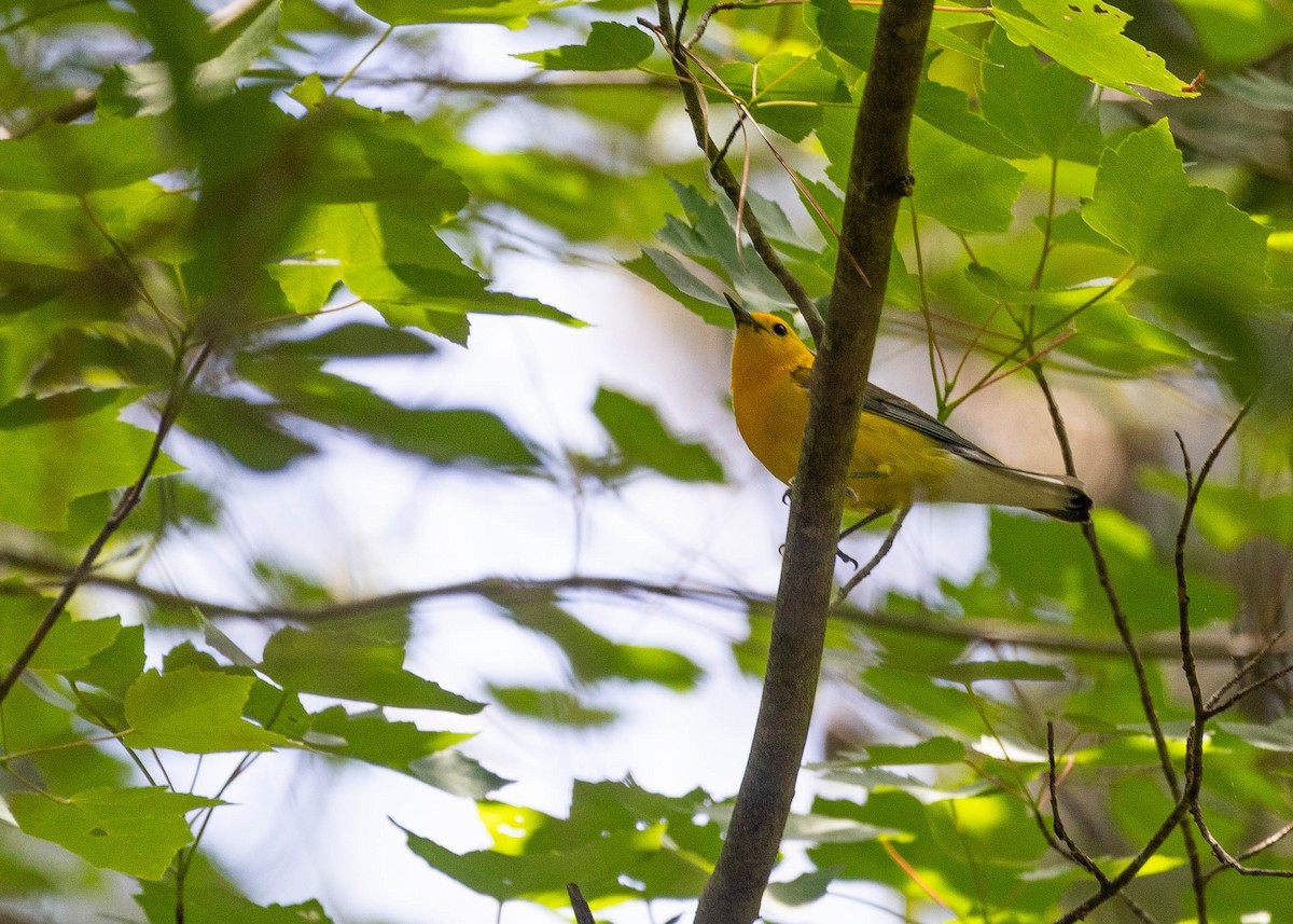 Prothonotary Warbler - ML620118031