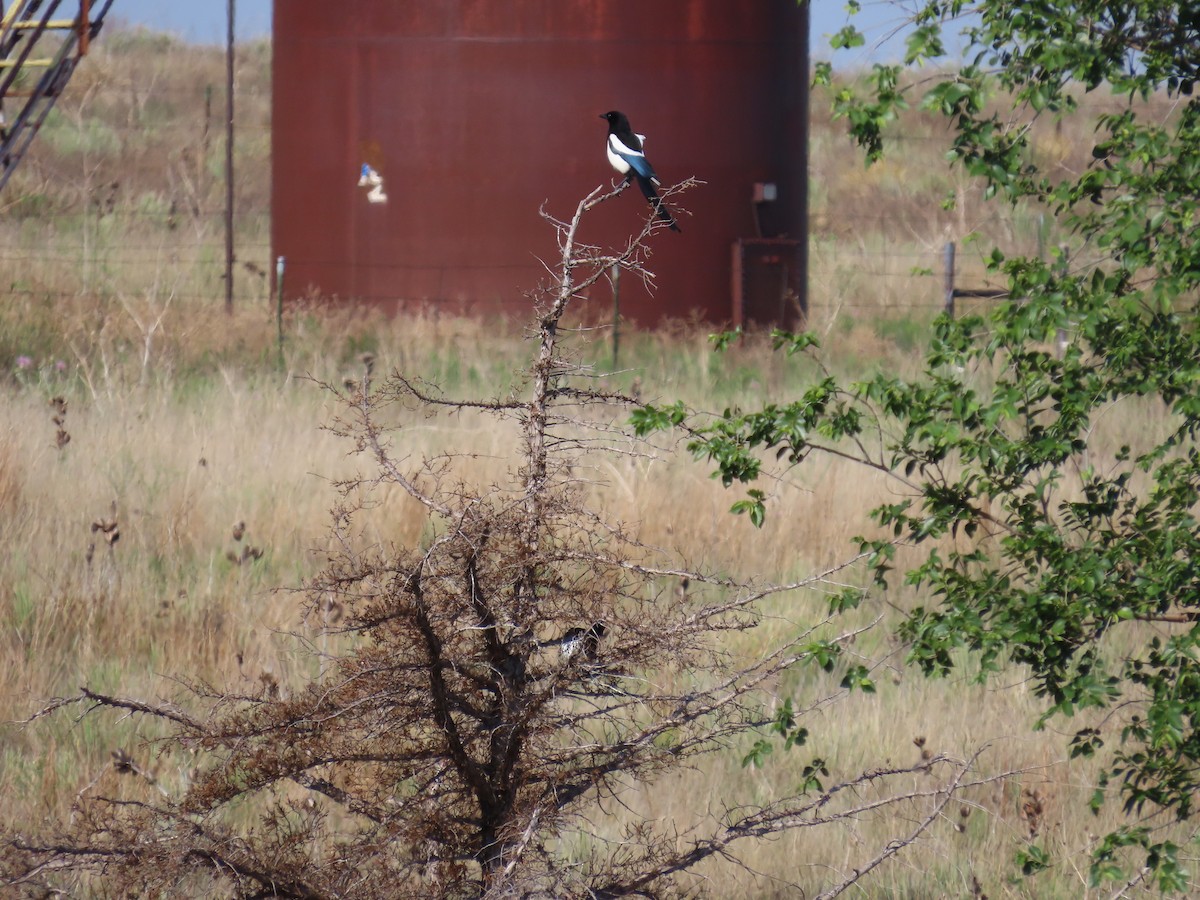 Black-billed Magpie - ML620118035