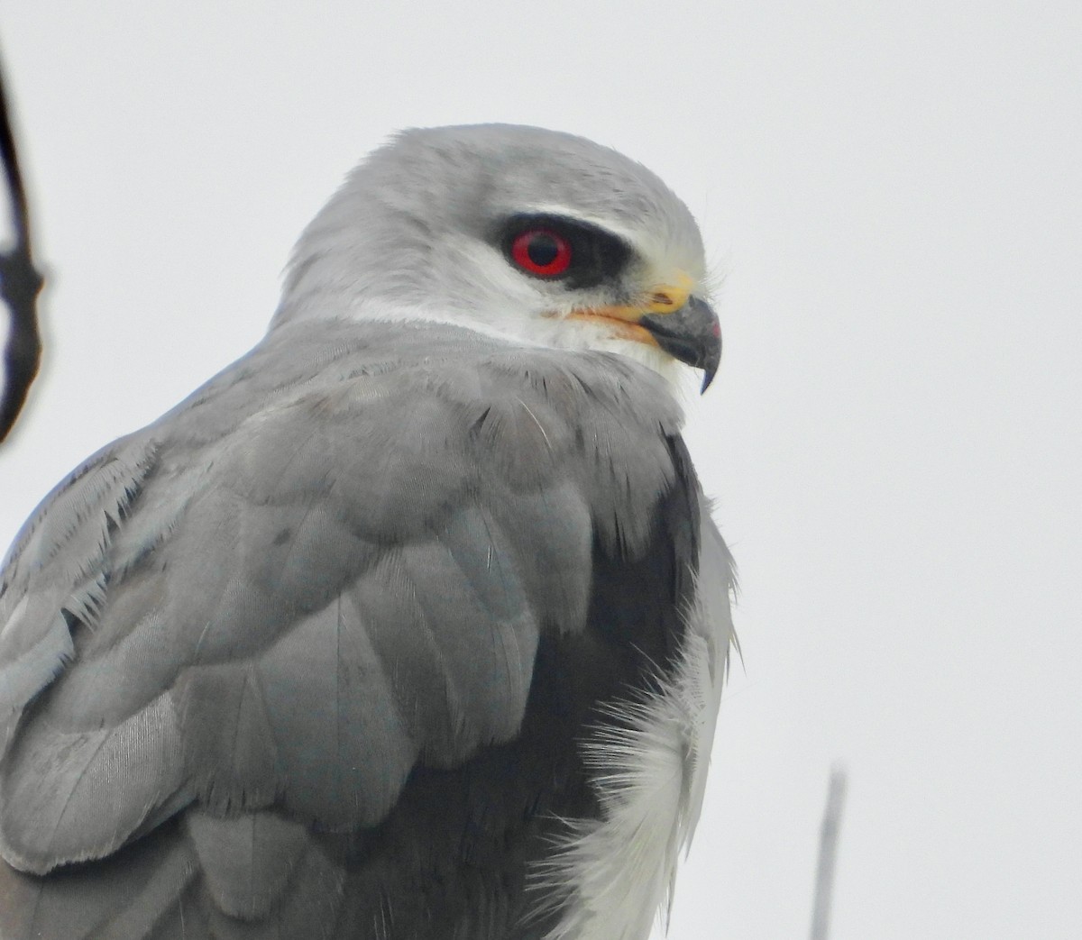 svartvingeglente (caeruleus) - ML620118036