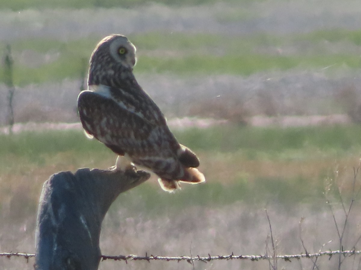 Short-eared Owl - ML620118039