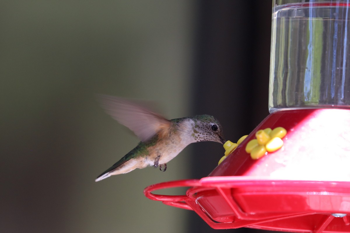 Broad-tailed Hummingbird - ML620118041