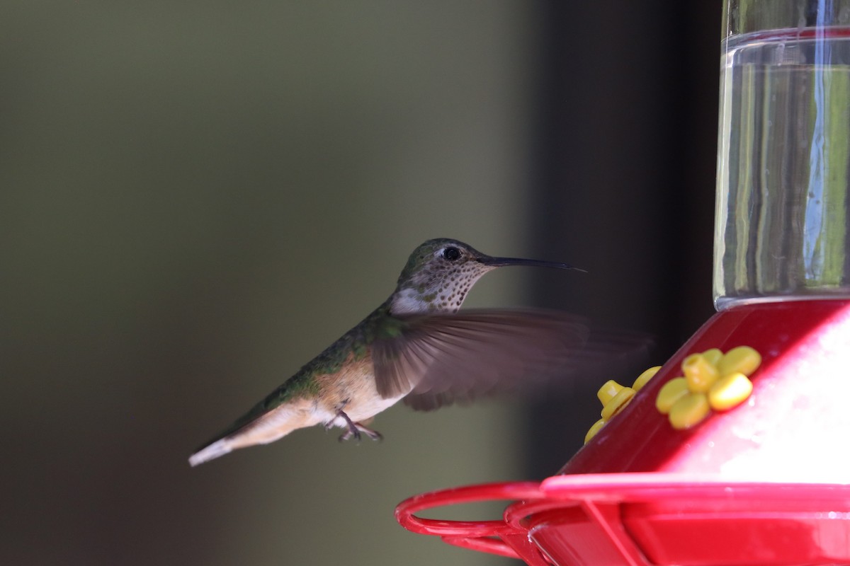 Broad-tailed Hummingbird - ML620118042