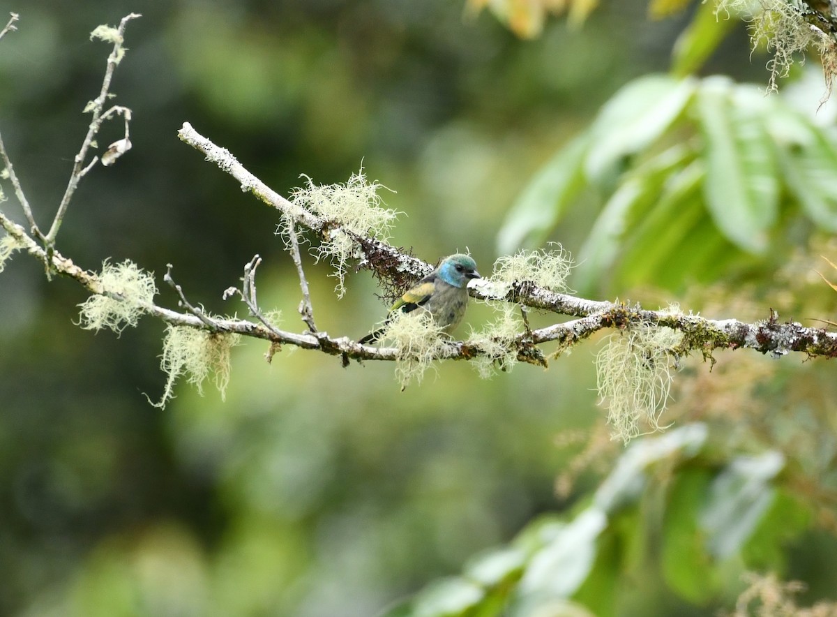 Blue-necked Tanager - ML620118046