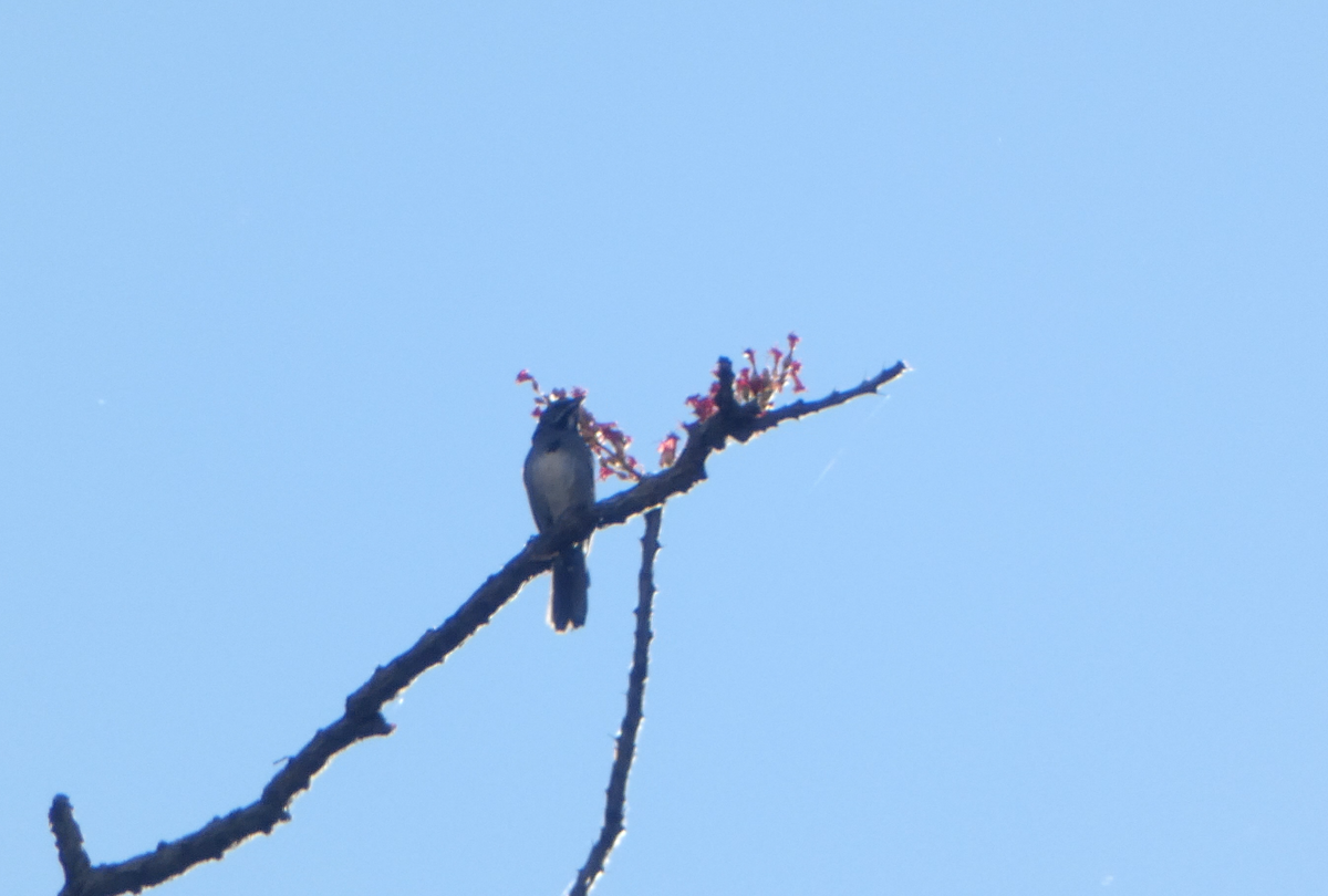 Five-striped Sparrow - ML620118068