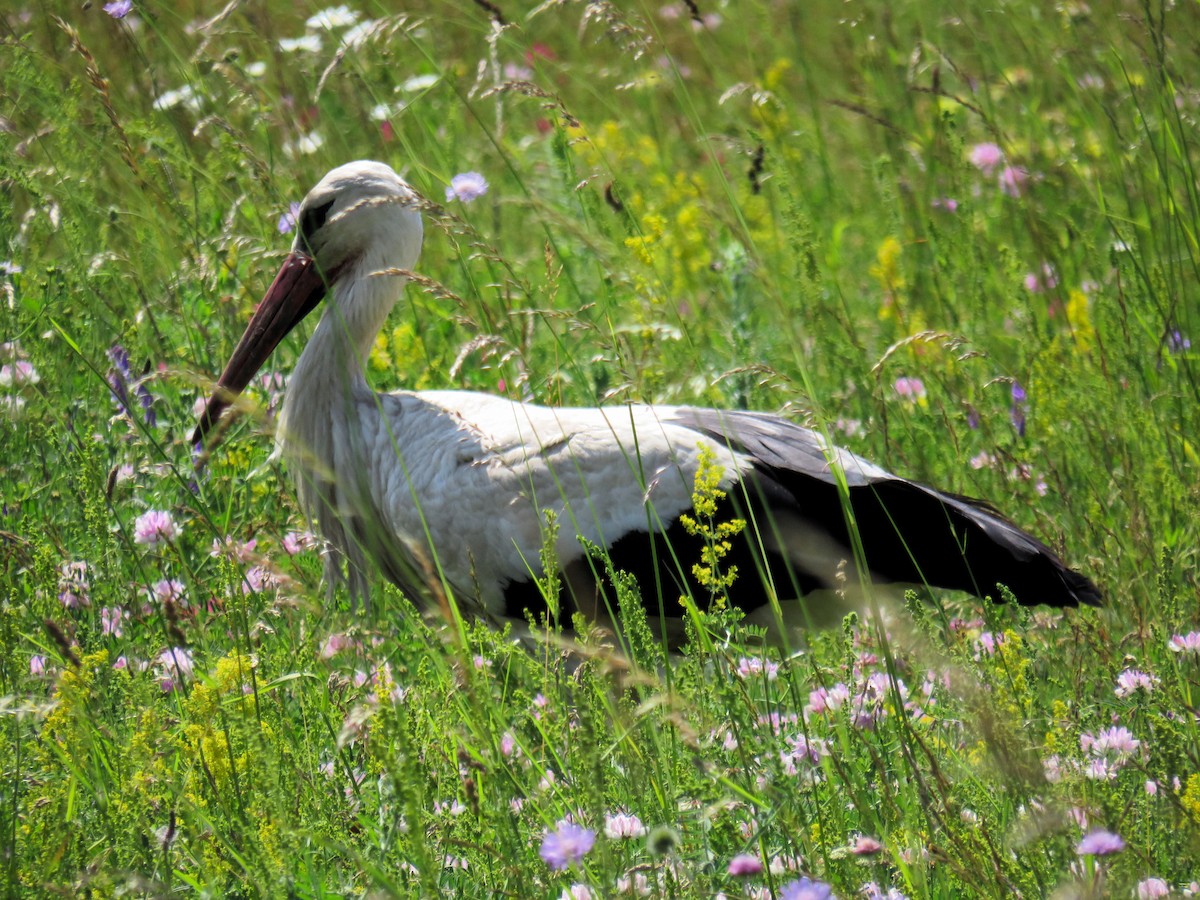 White Stork - ML620118082