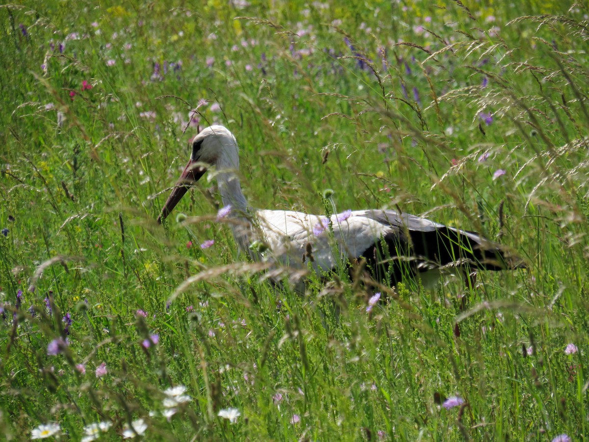 White Stork - ML620118084