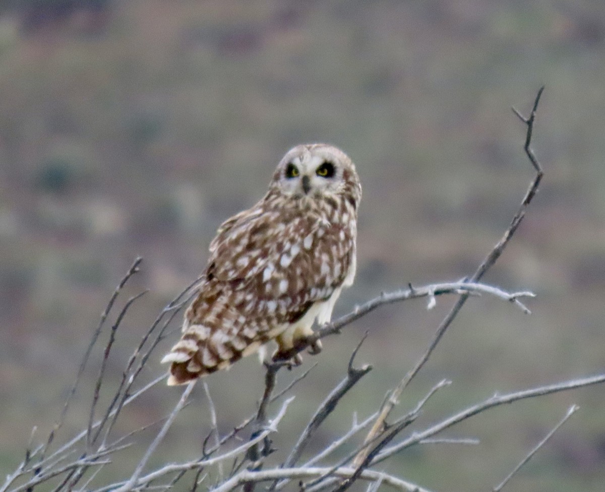 Short-eared Owl - ML620118091