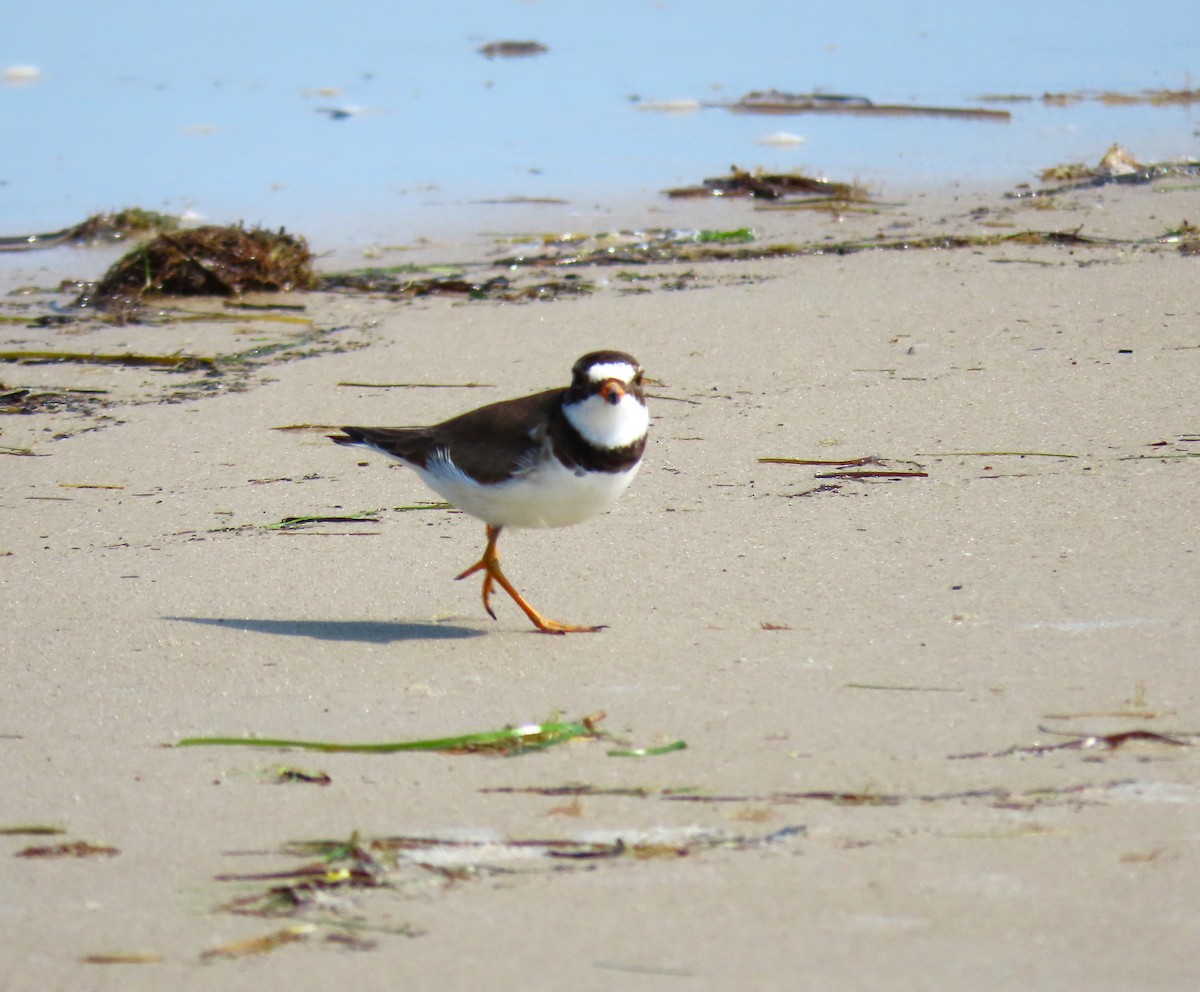 Semipalmated Plover - ML620118093