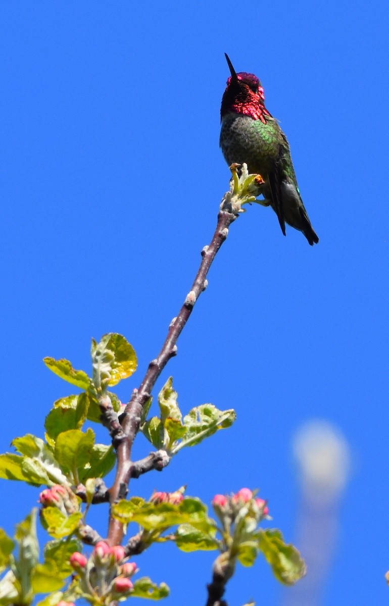 Anna's Hummingbird - ML620118094